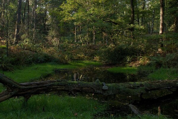 Forêt rivière paysage d été