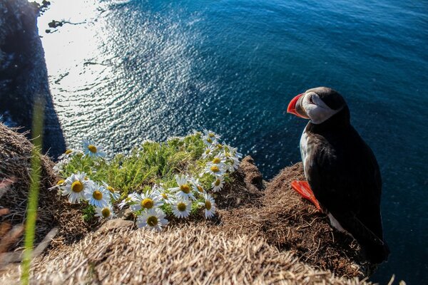 The bird sat down on a rock next to the daisies