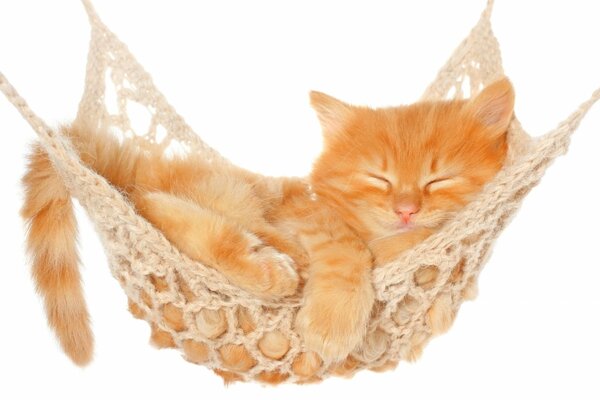 A cat sleeping in a hammock