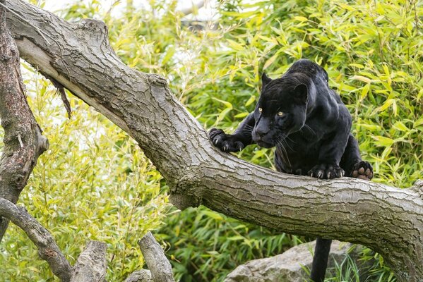 Schwarzer Jaguar auf einem Baum im Wald