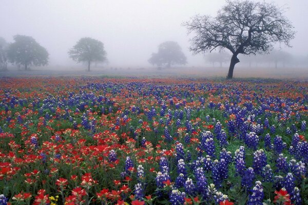 Flower field in the fog