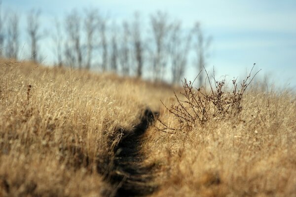 The road to the field in late autumn