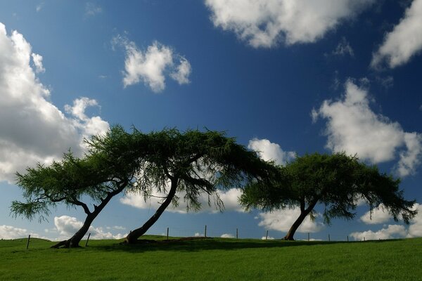 Bäume unter Wolken auf grünem Gras