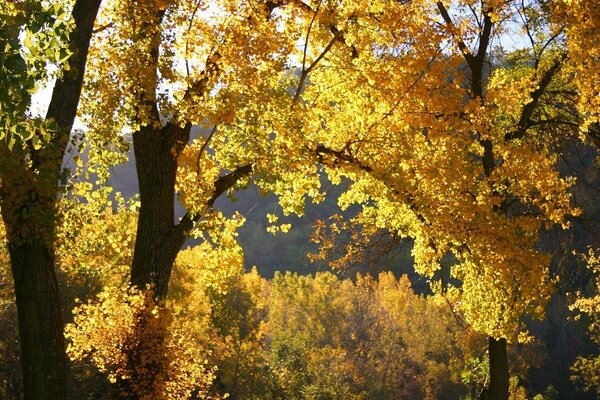 Carta da parati natura autunno foglie