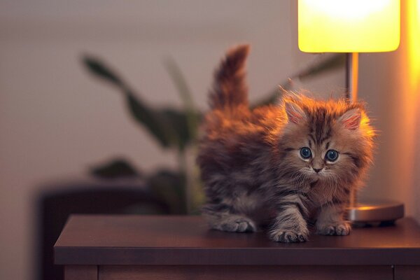 The cat on the bedside table in the light