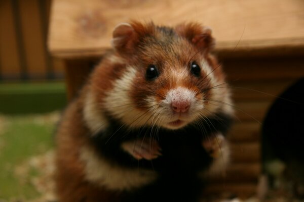 Ein heimischer Hamster. Kleiner Hamster