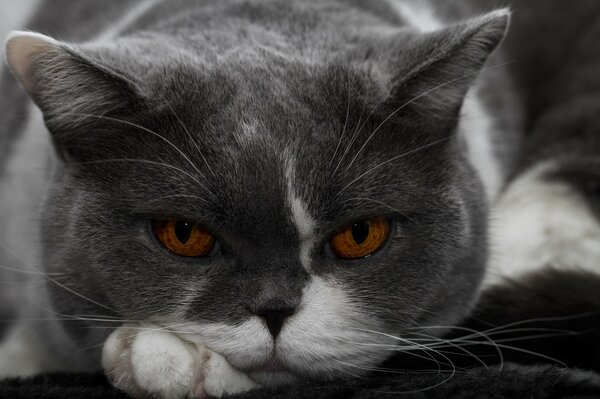 Gato británico de pelo corto en un retrato