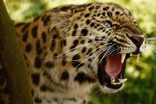 Ein furchtbar knurrender Leopard, der am Baum steht