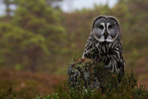 Foto de un búho en el bosque sobre la hierba