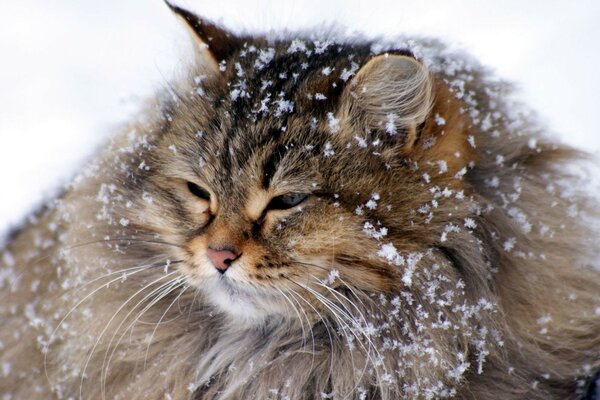 Пушистый красивый кот в снегу