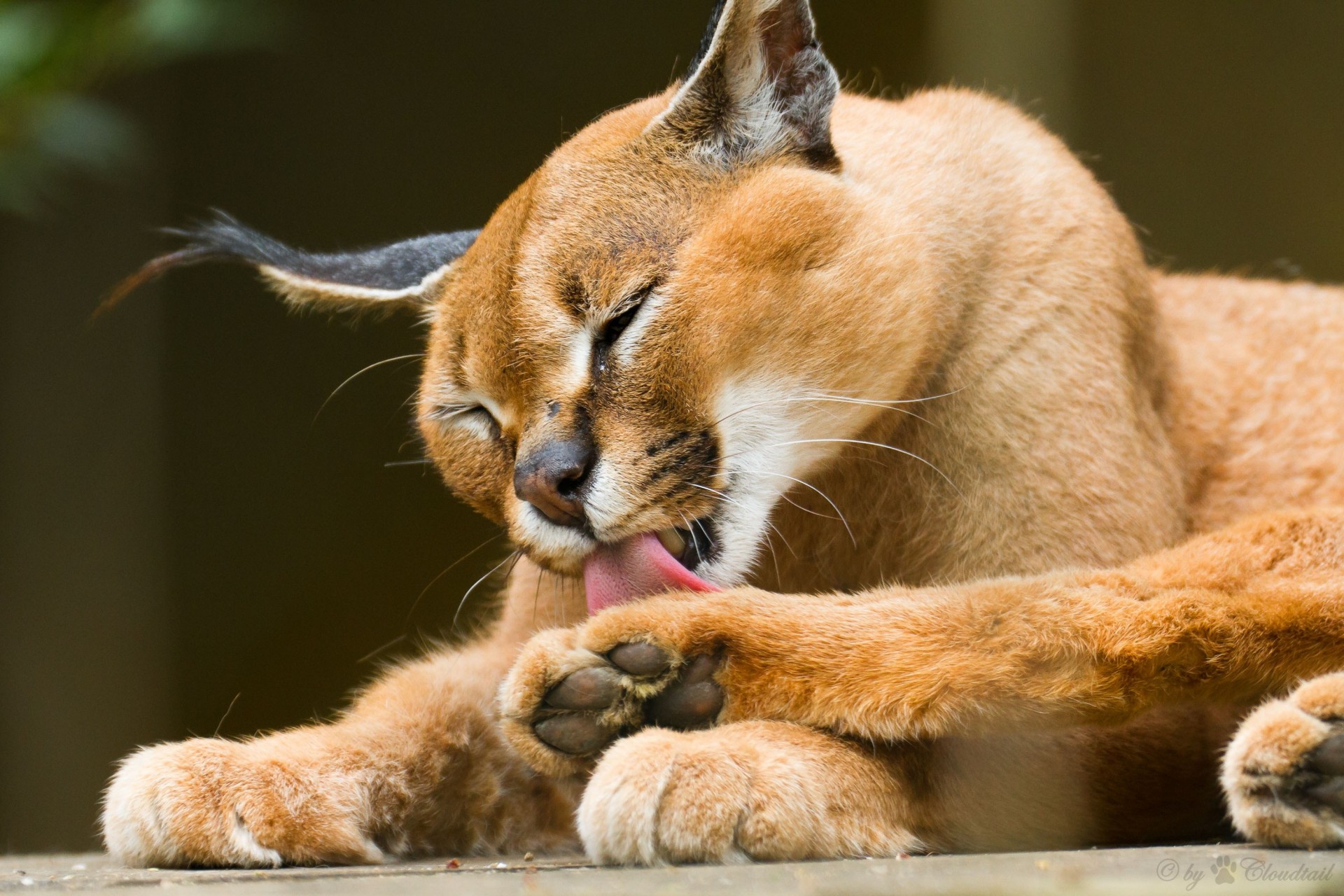 gato montés caracal lince de estepa lavado lengua