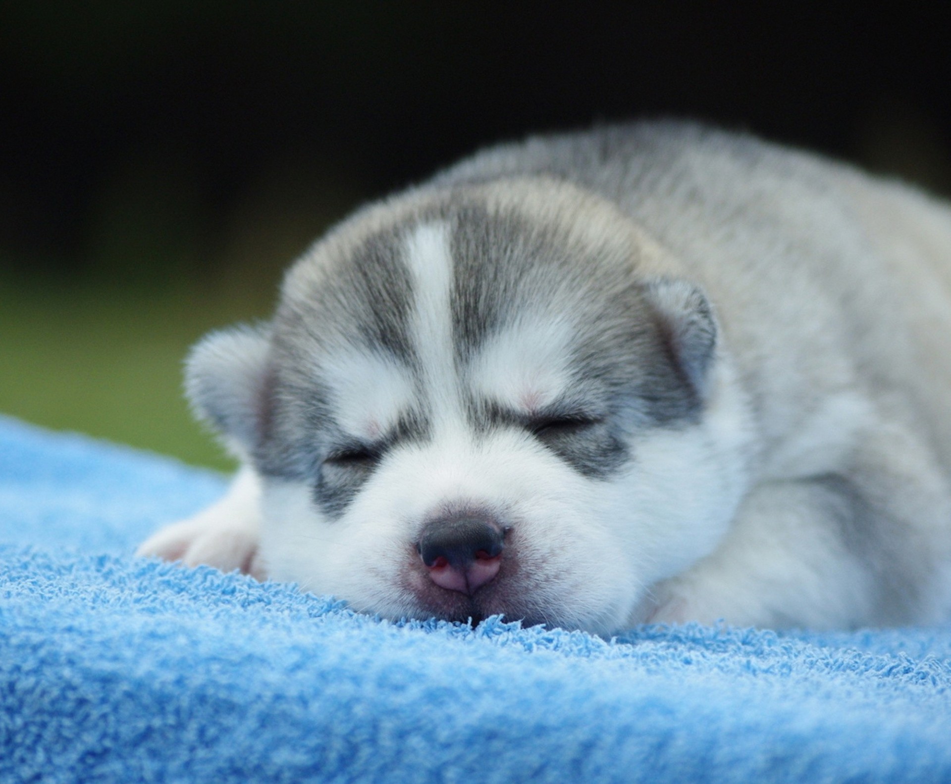 teeth laika is puppy husky sleeping