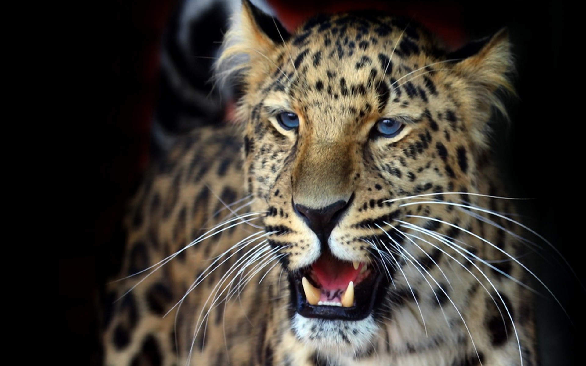 teeth predator views leopard aggression