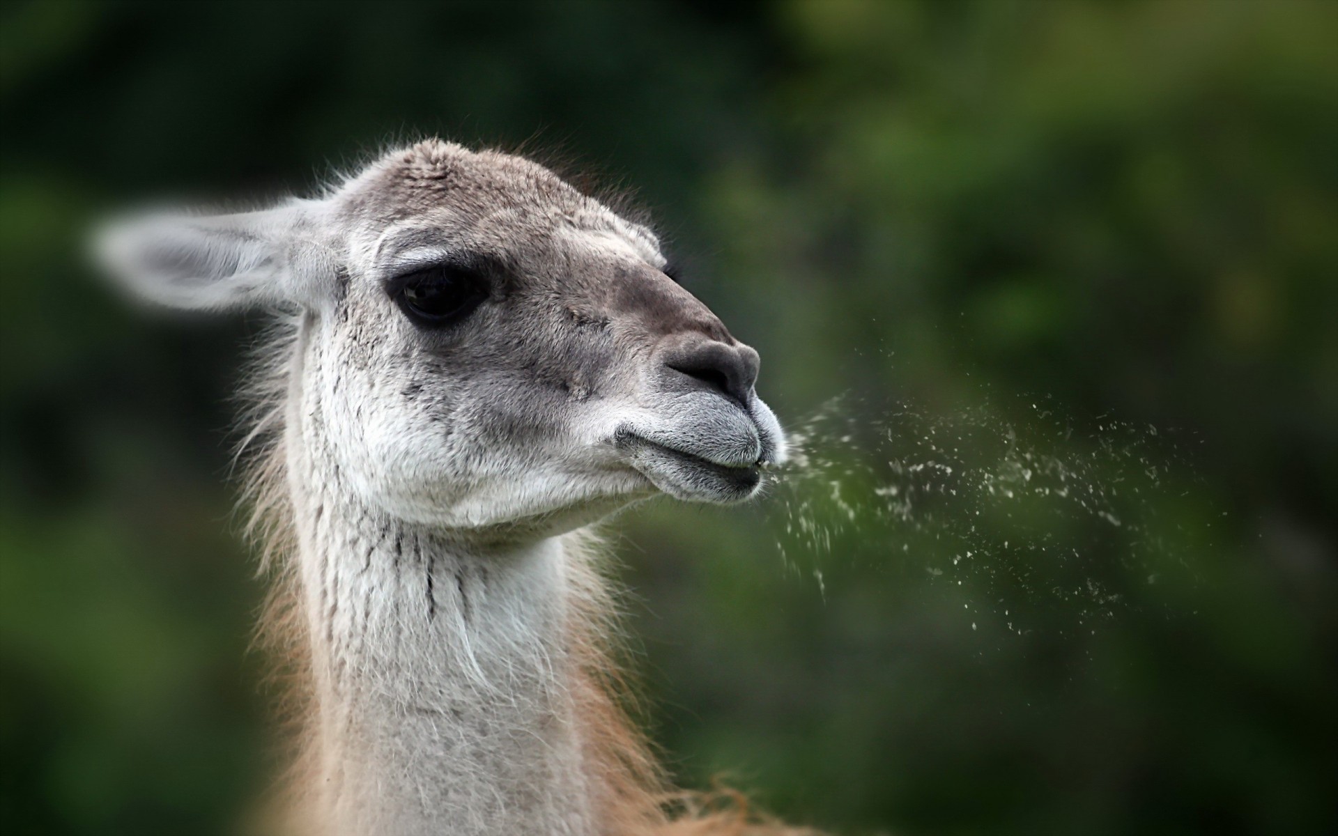 fondo llama naturaleza