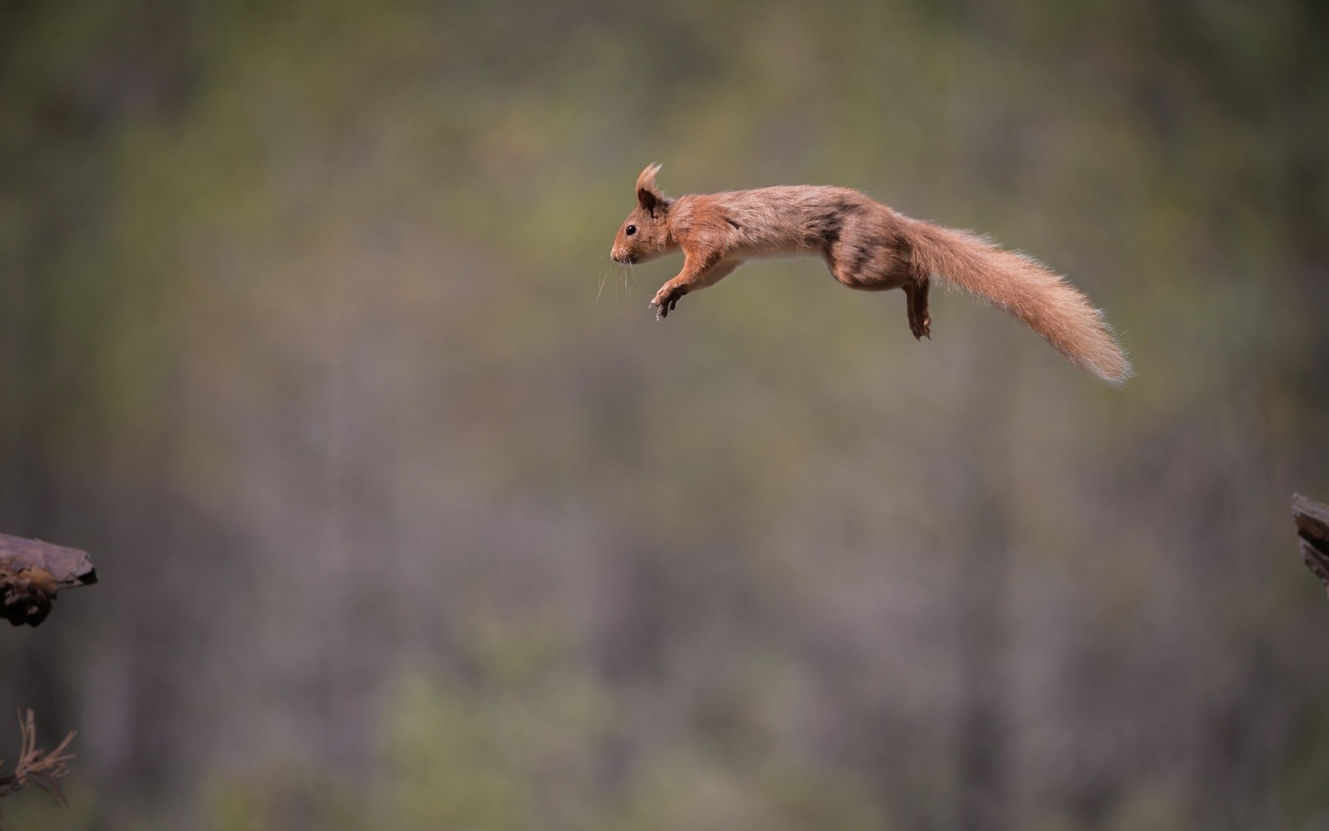 saut rouge husky