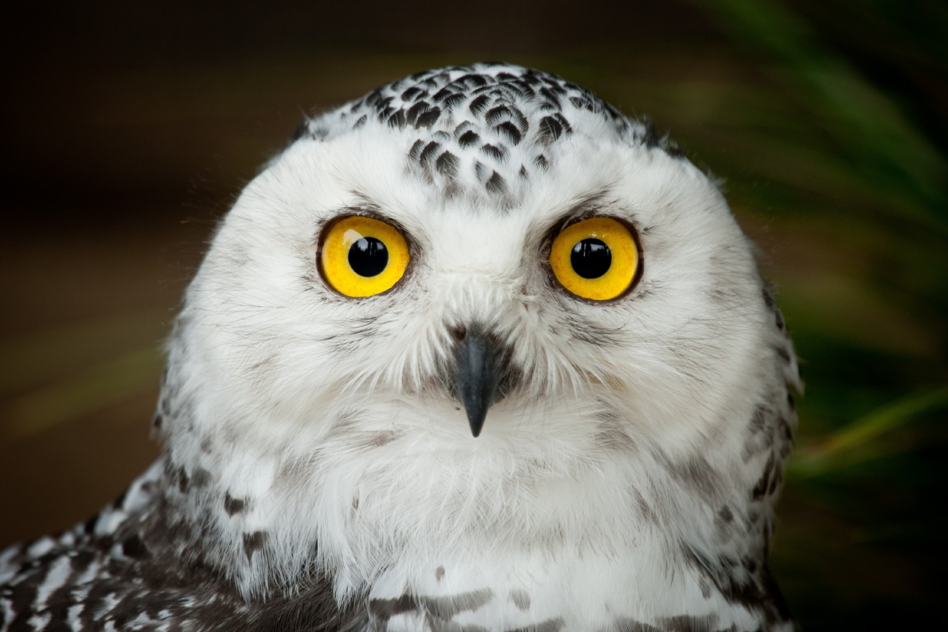 vögel eule augen kopf