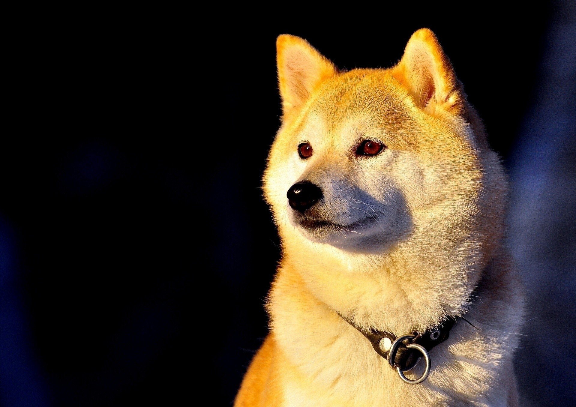 hund kragen shiba inu