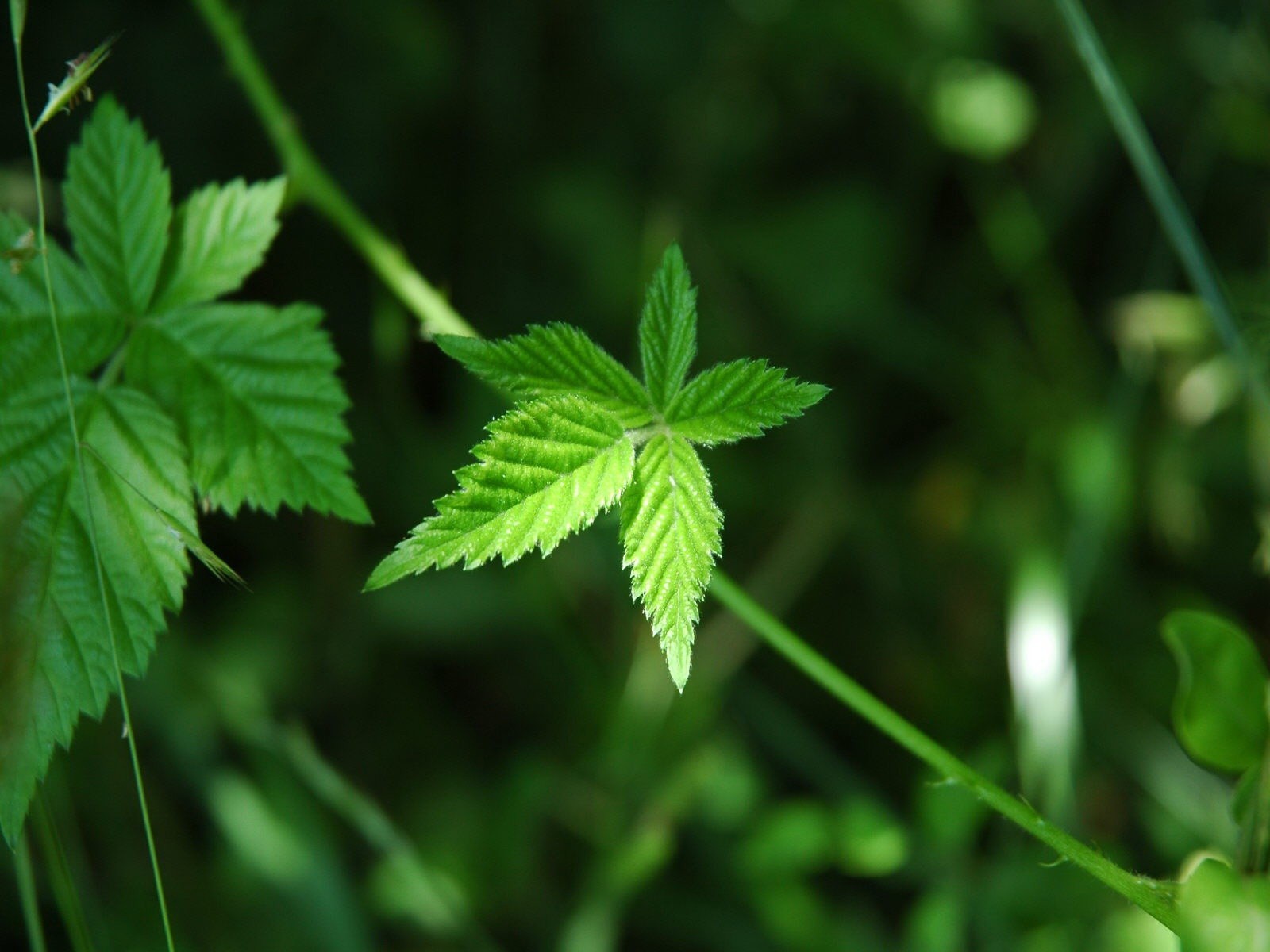 foglia macro verde