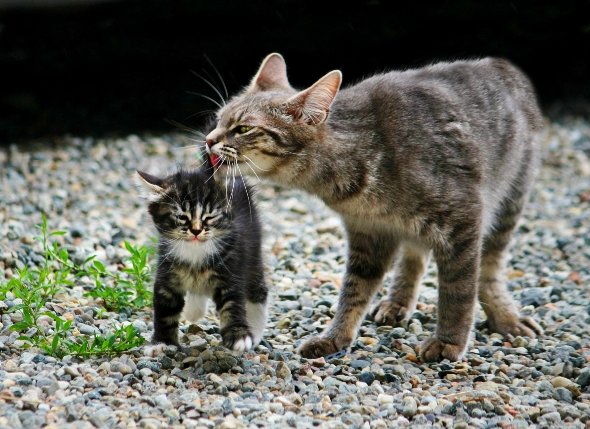 cat love maternity the weasel