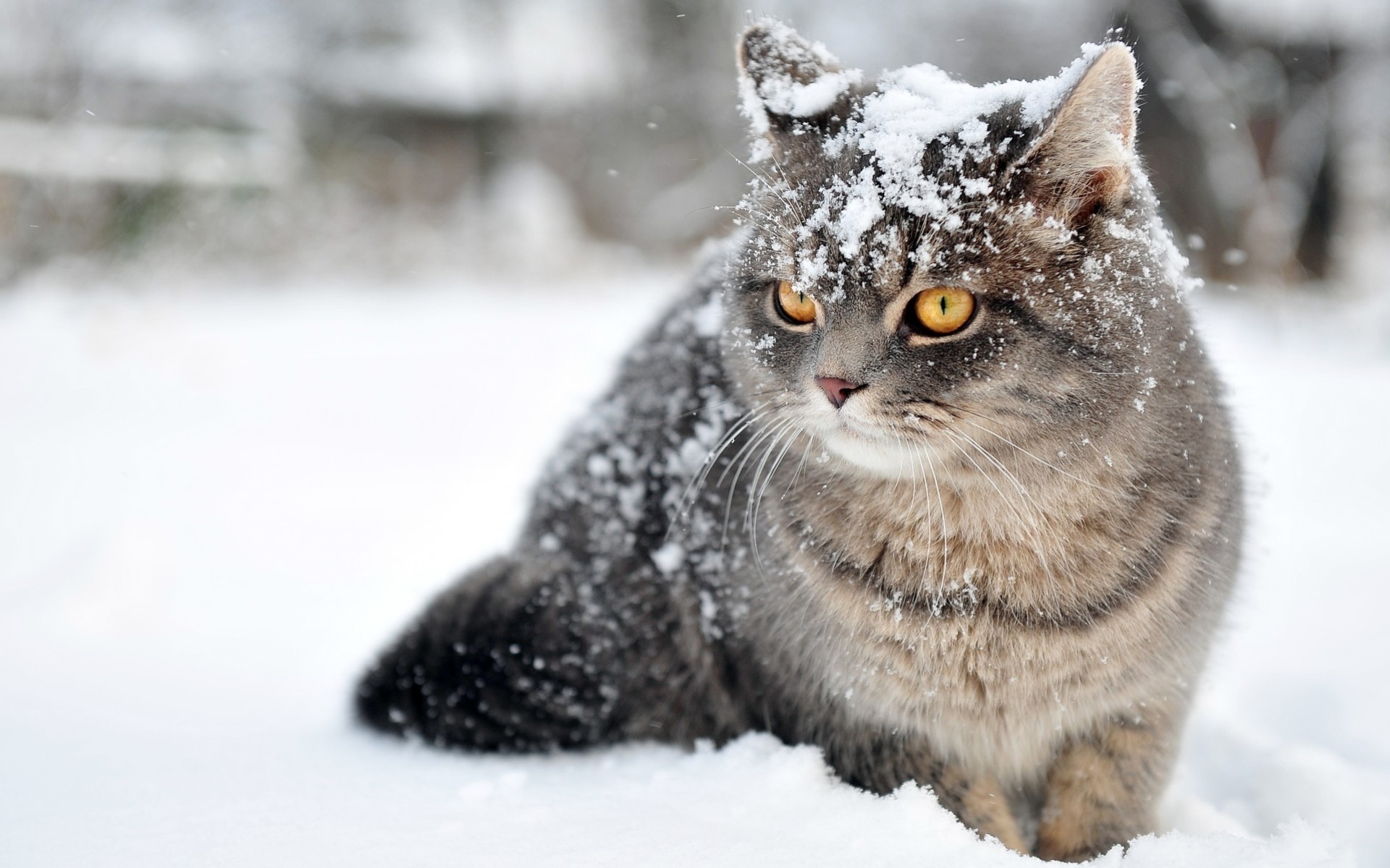 natur katzen ansicht katze schnee winter