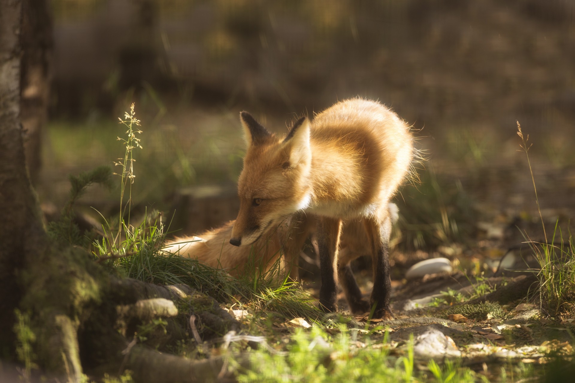 lion alaska fox red fox