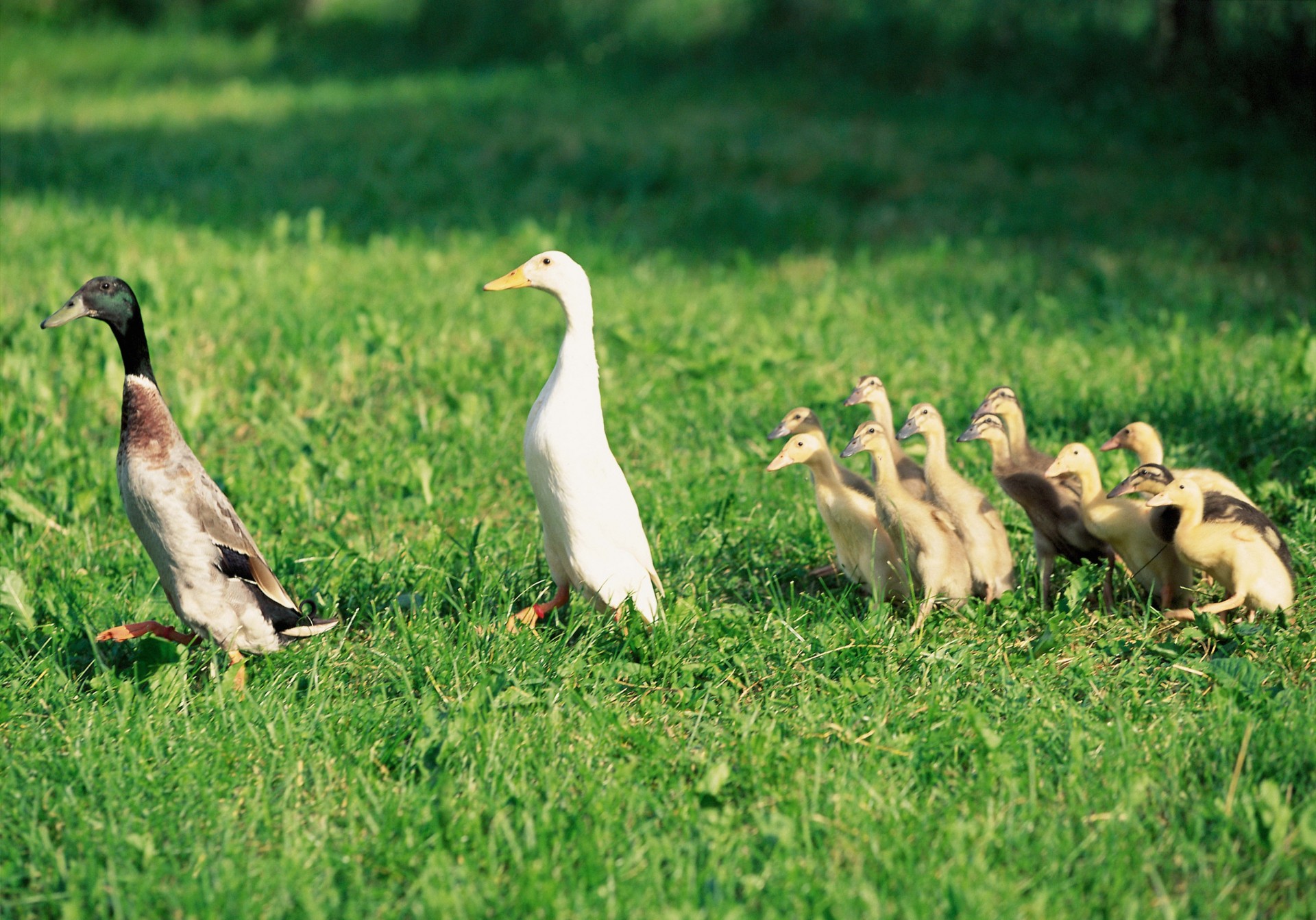 family ducks ninja bird