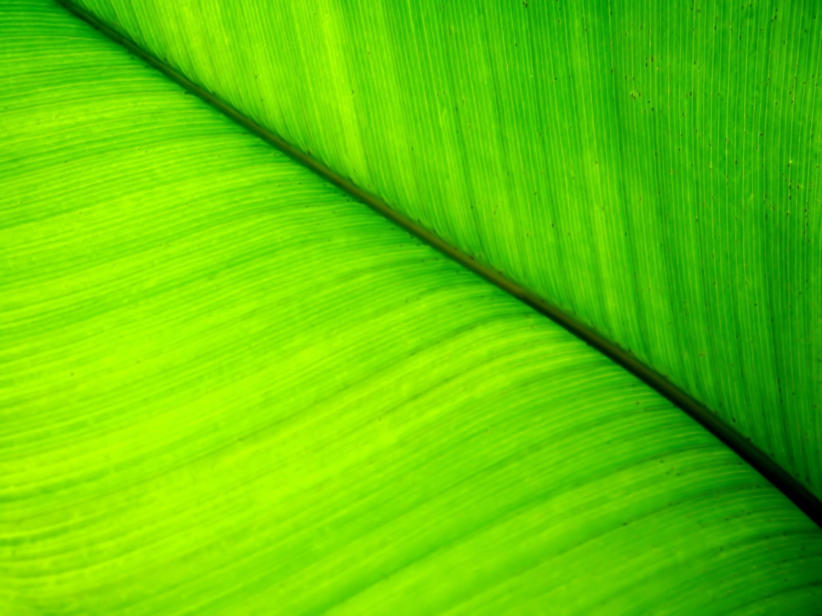 planta verde hoja líneas