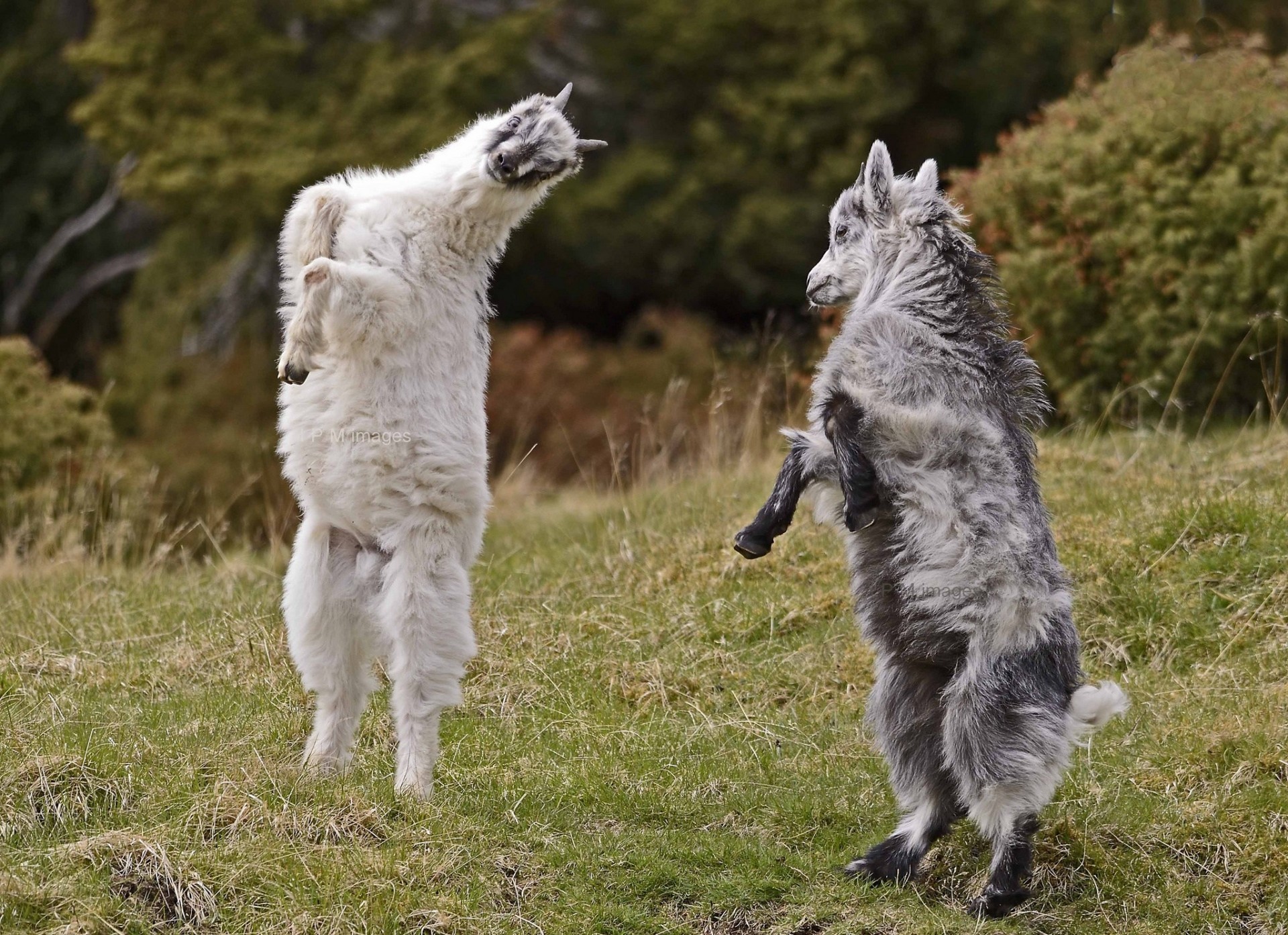 danse chèvres jeux chèvres de montagne