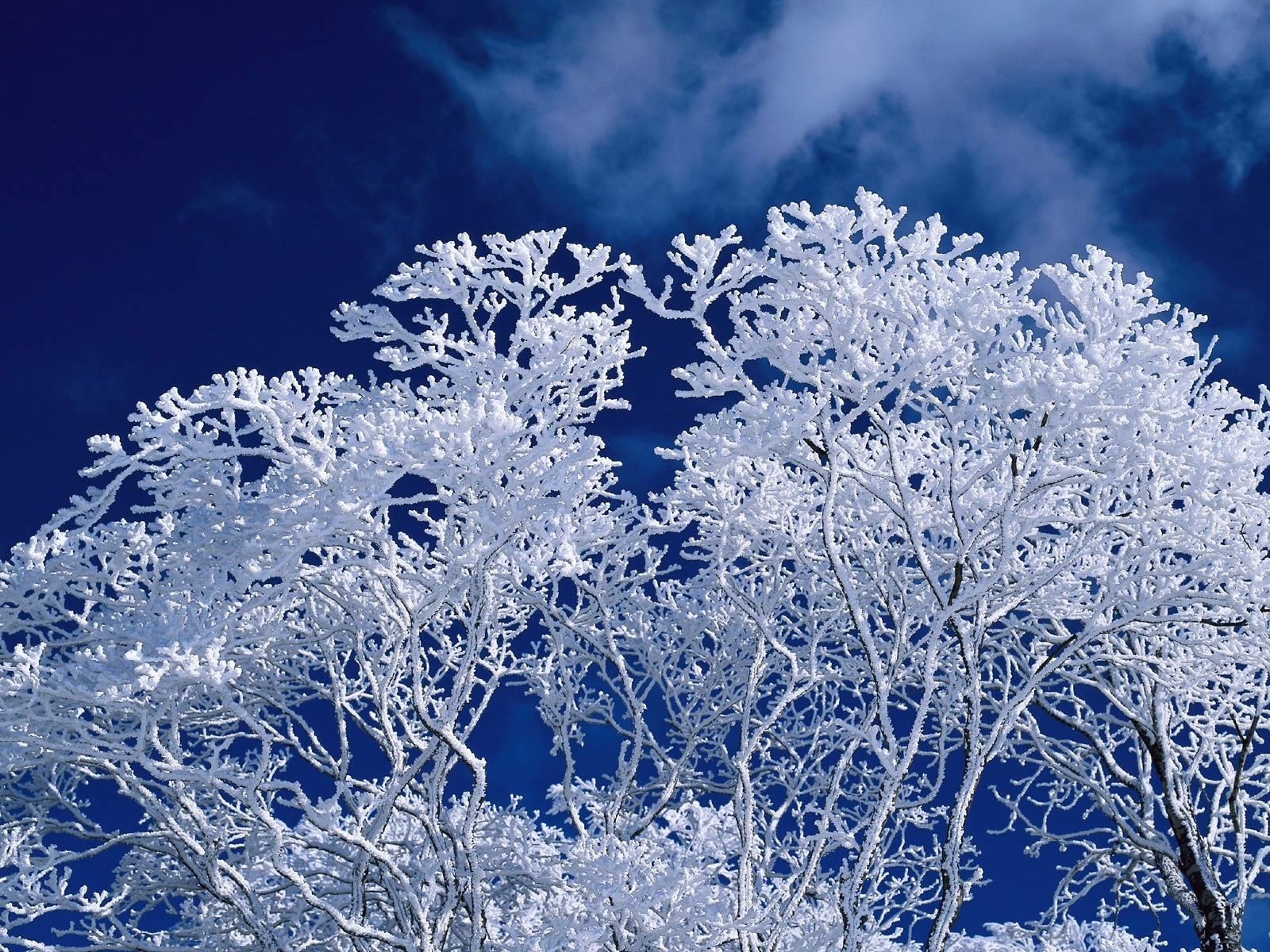 winter tree sky