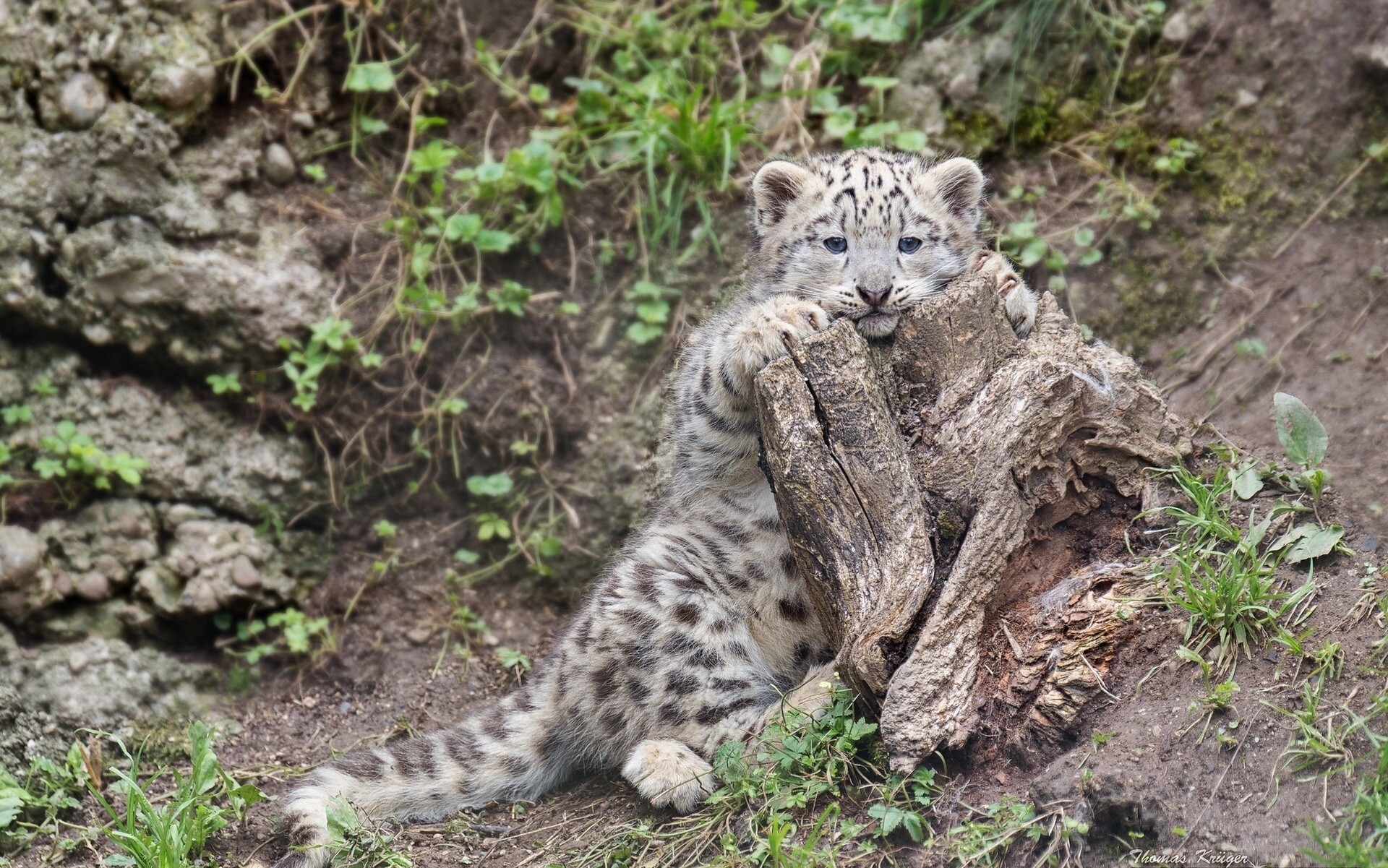 cat stump the beast