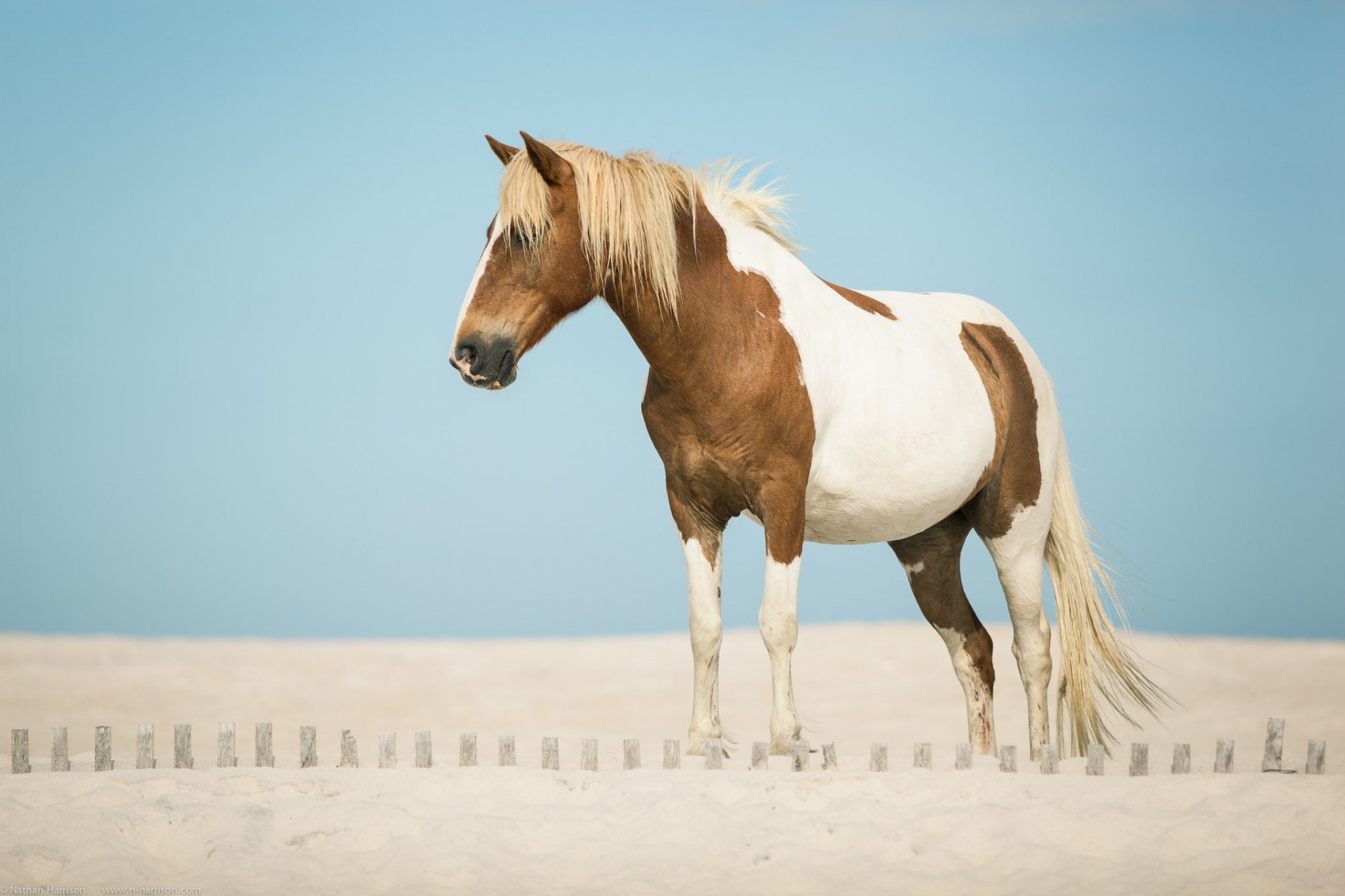 caballo arena