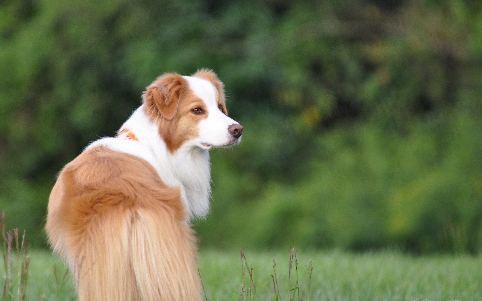 cane amico vista