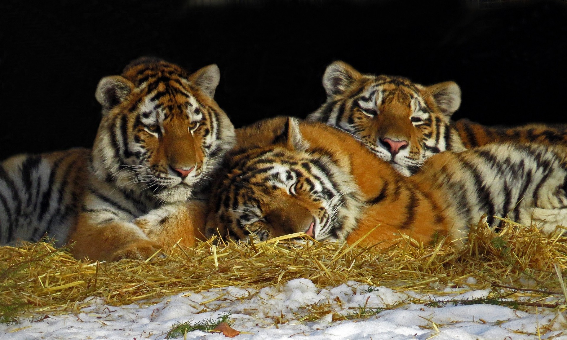 tigres trío tigres descanso heno