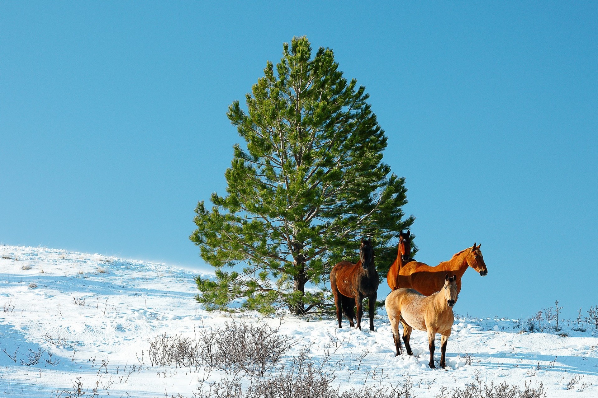 neige chevaux hiver arbre