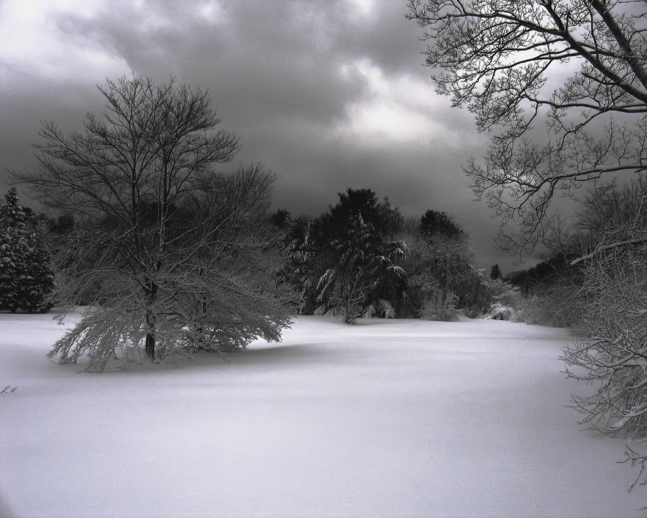 winter schnee bäume