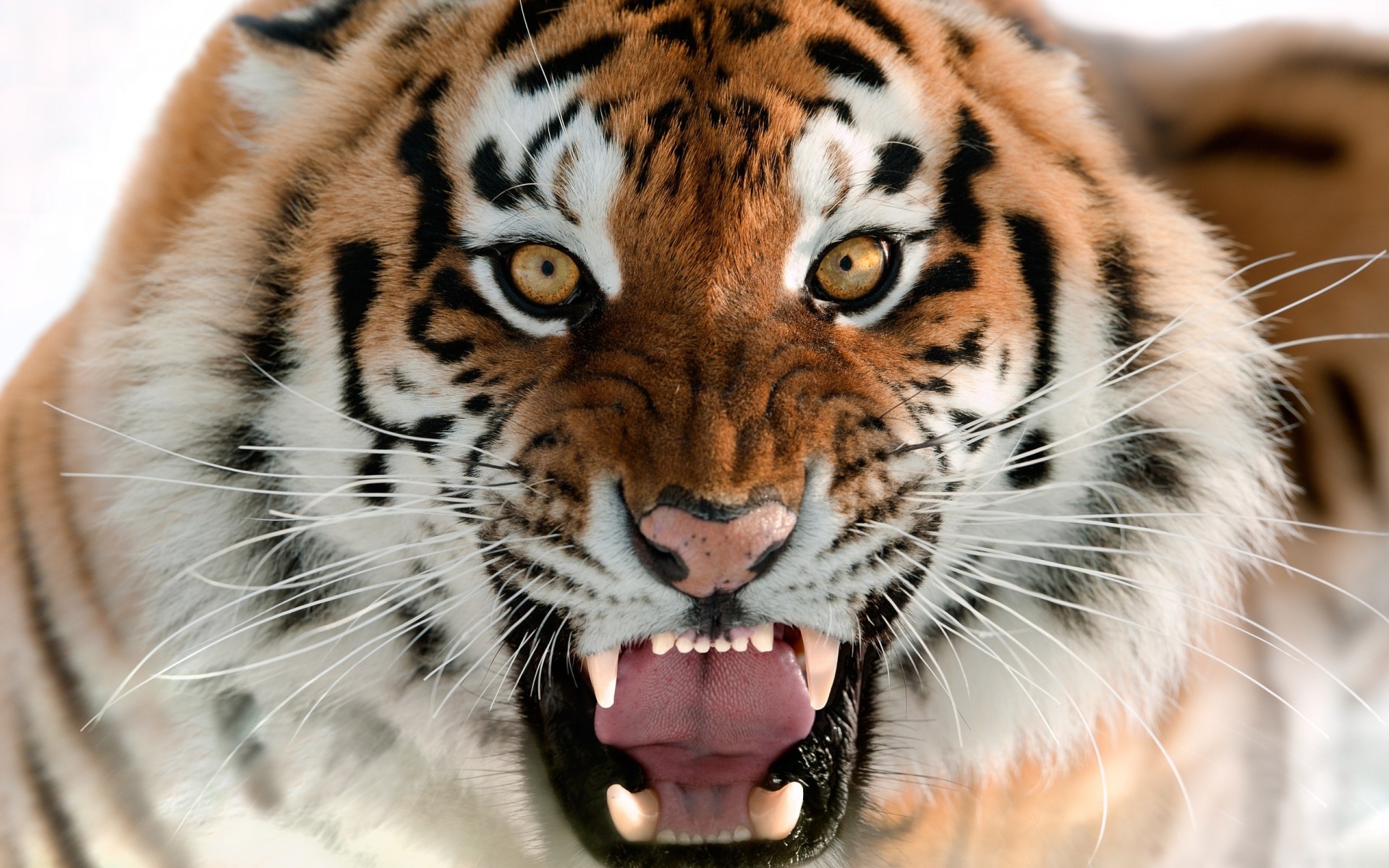 katze zähne tiere amur-tiger