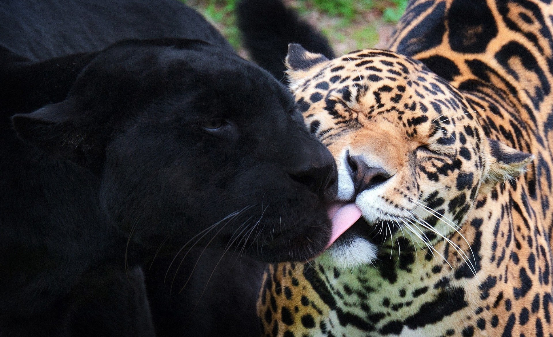 wilde katzen jaguare panther schwarzer jaguar