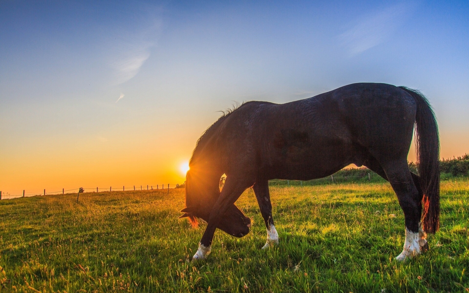 cavallo prato tramonto pascolo