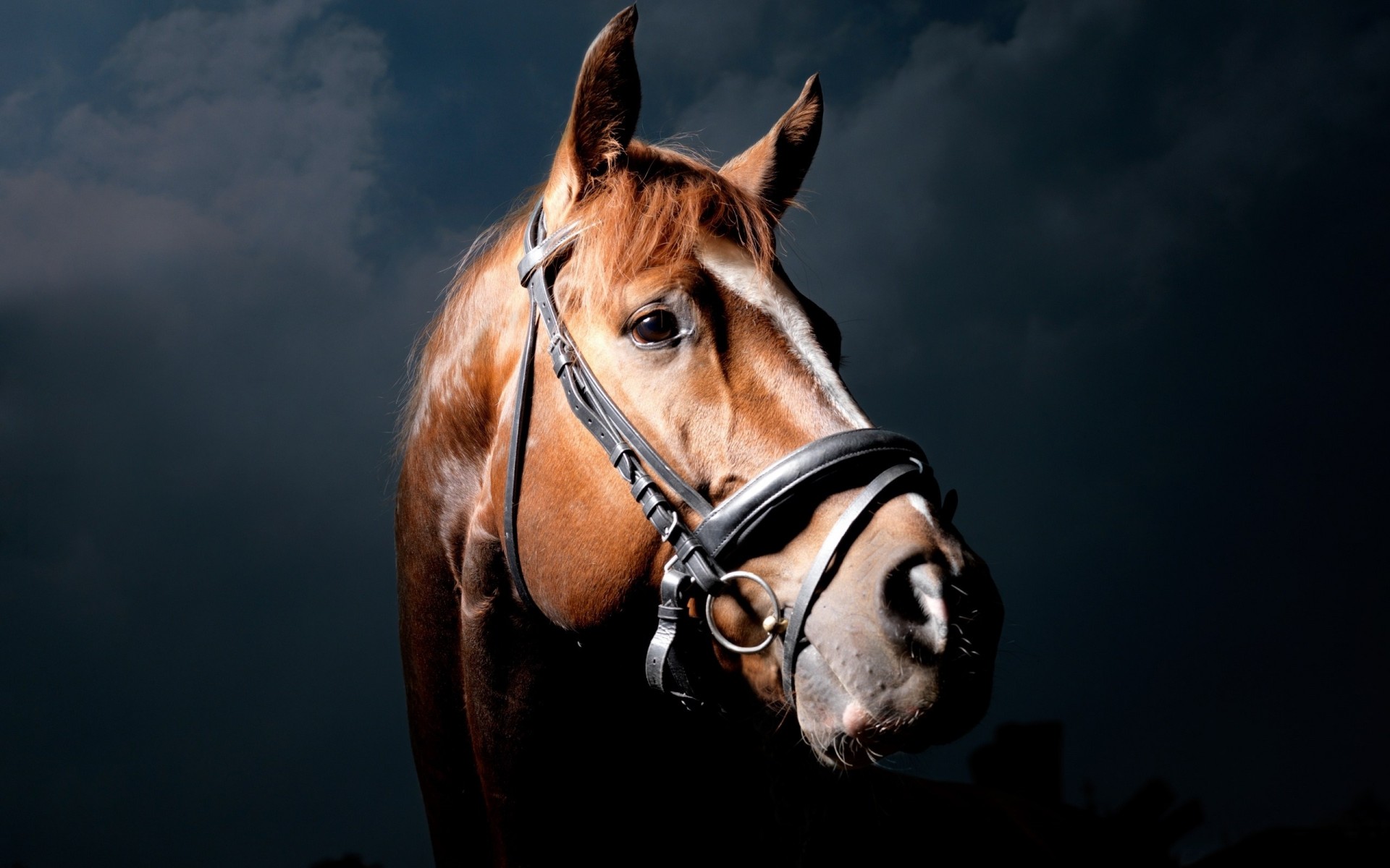 horse black background