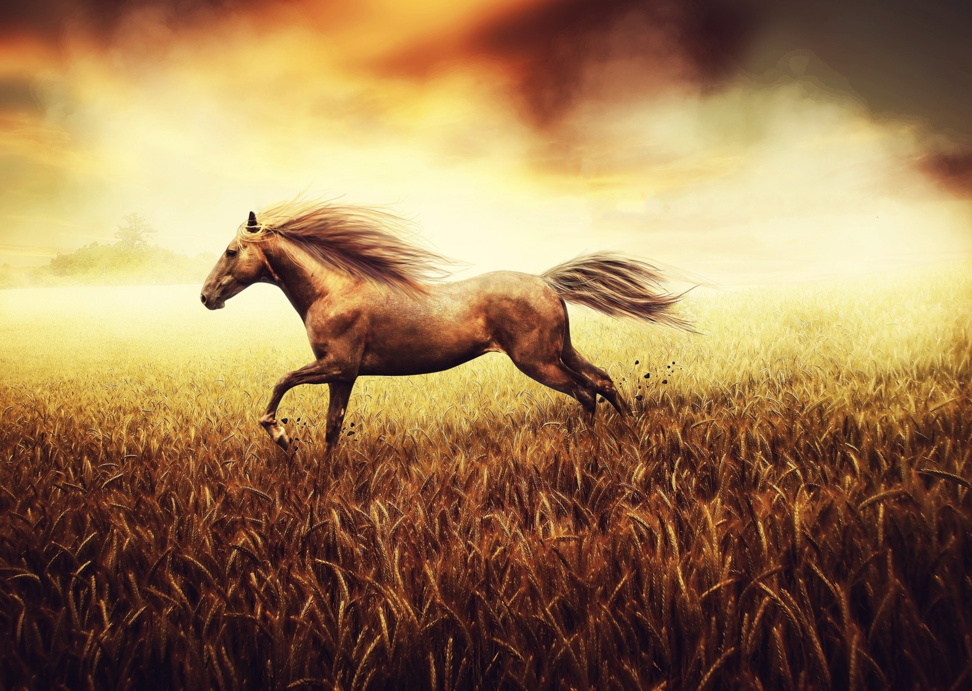 background tail horse wheat the field picture