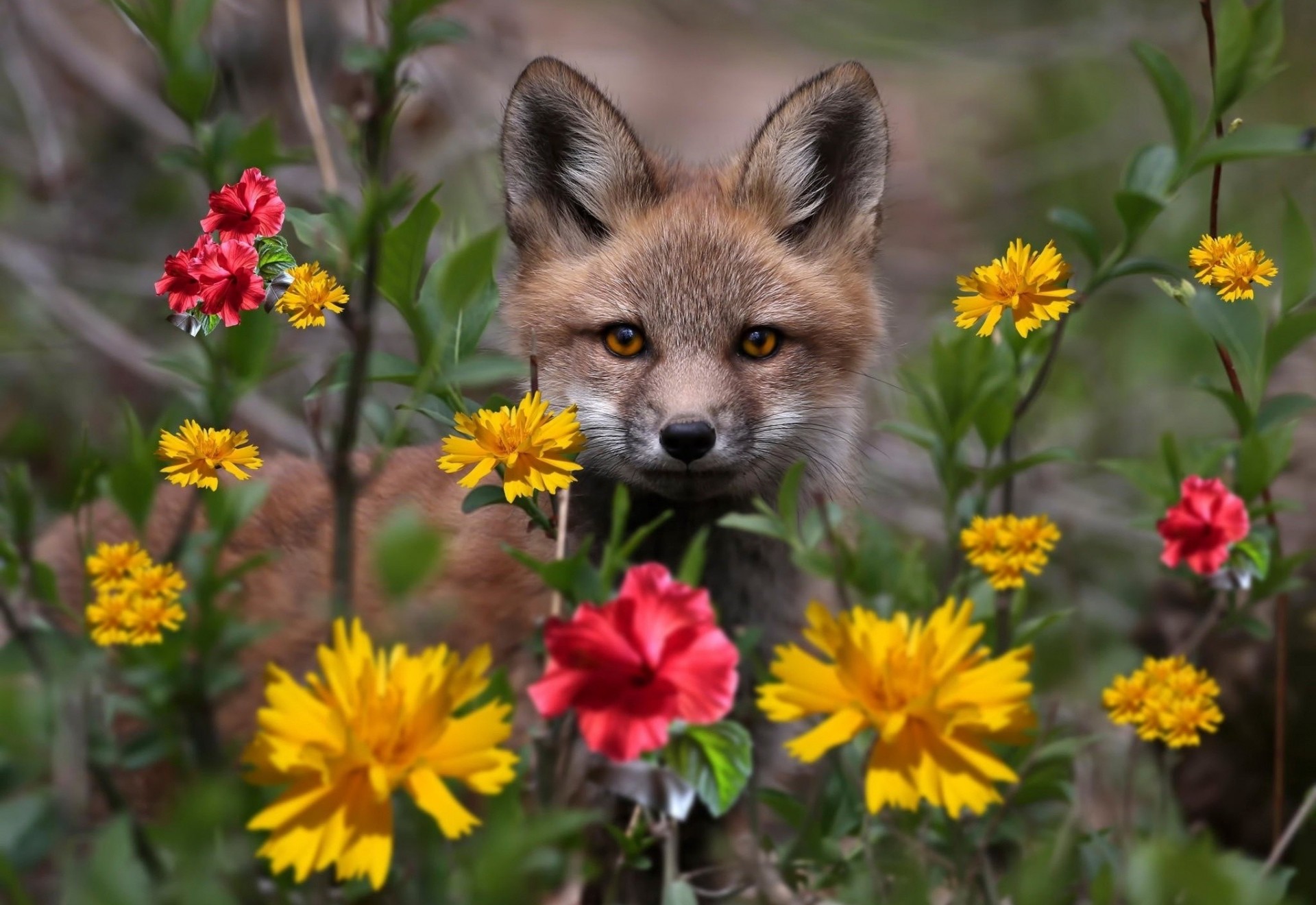 nature thread forest photo fox close up beautiful