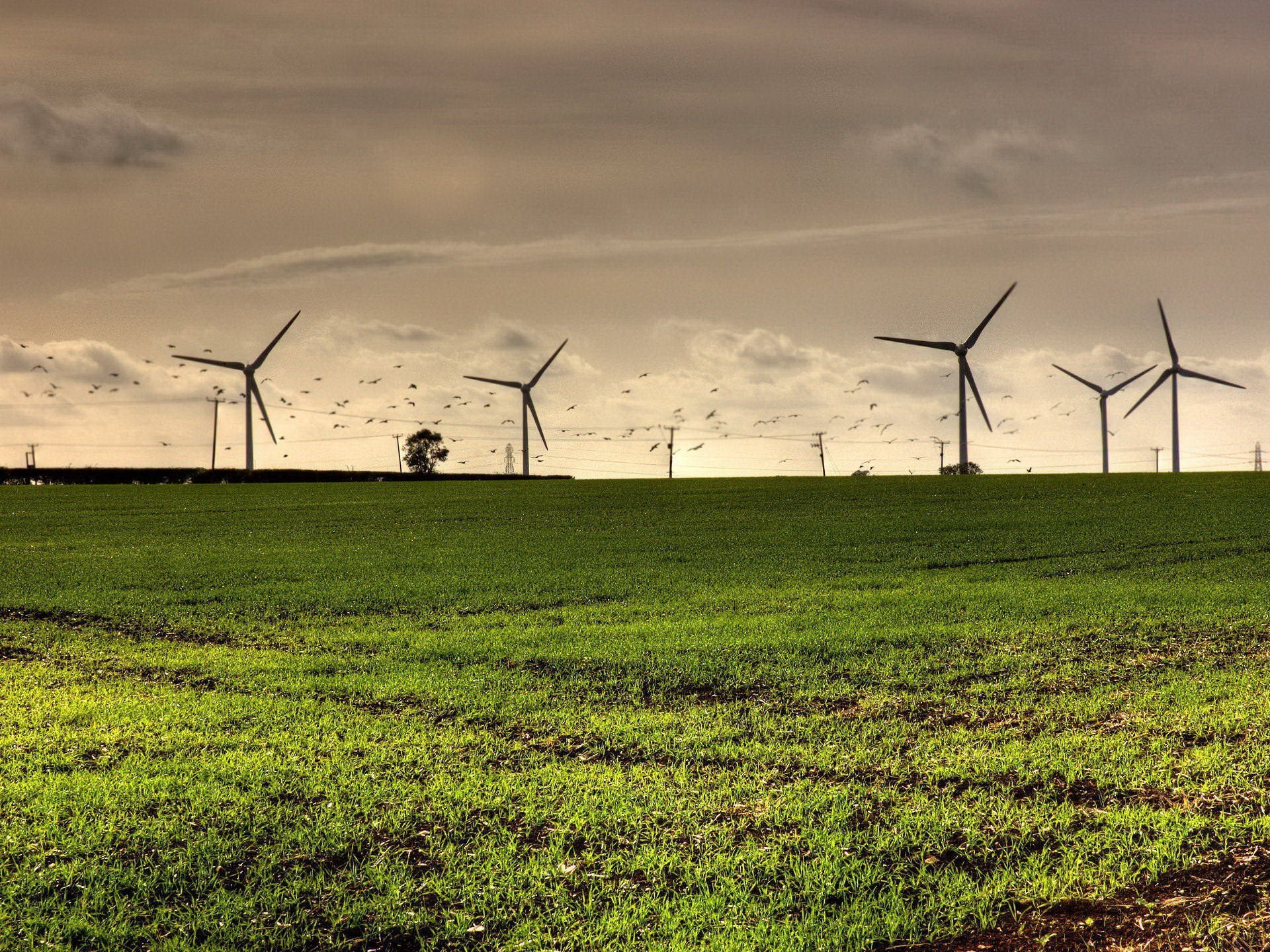 molinos de viento campo aves