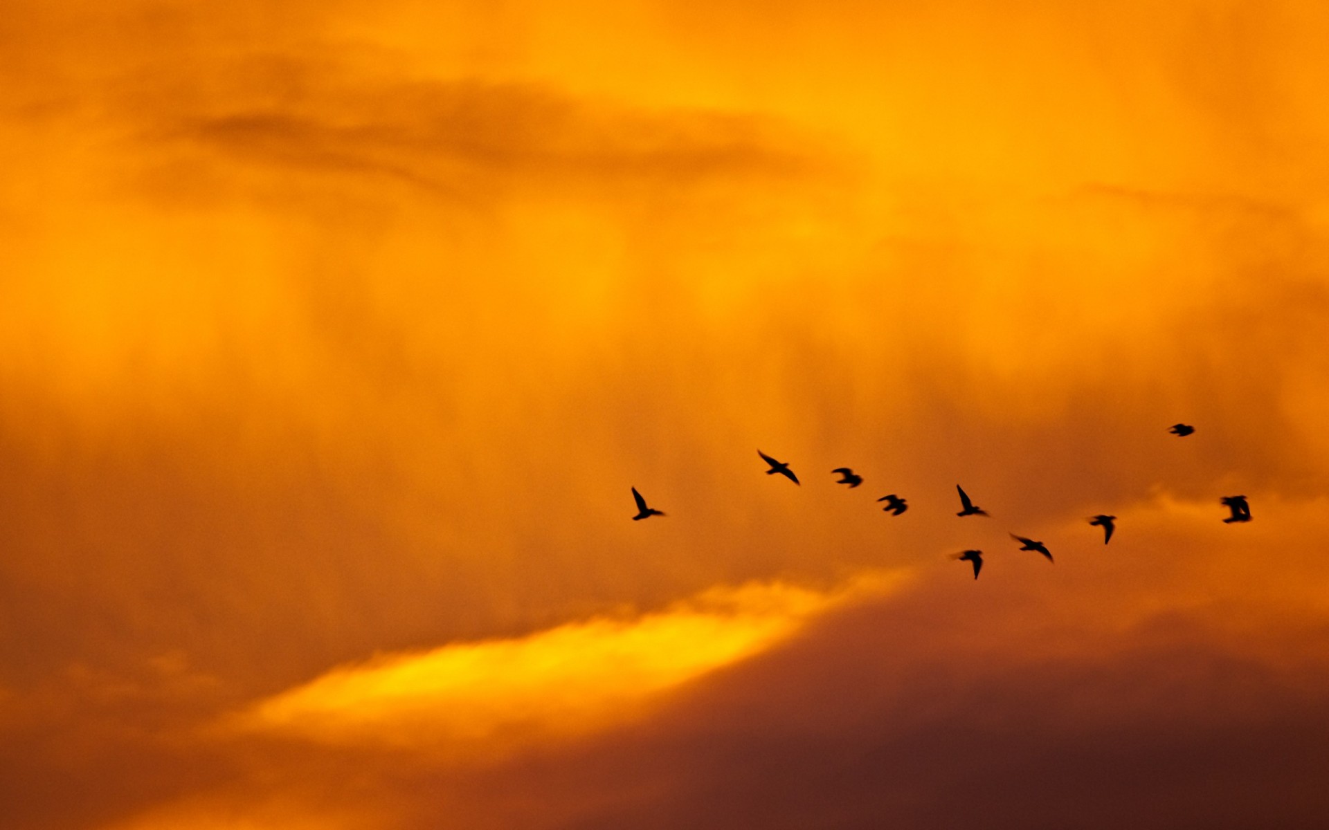 oiseaux ciel minimalisme