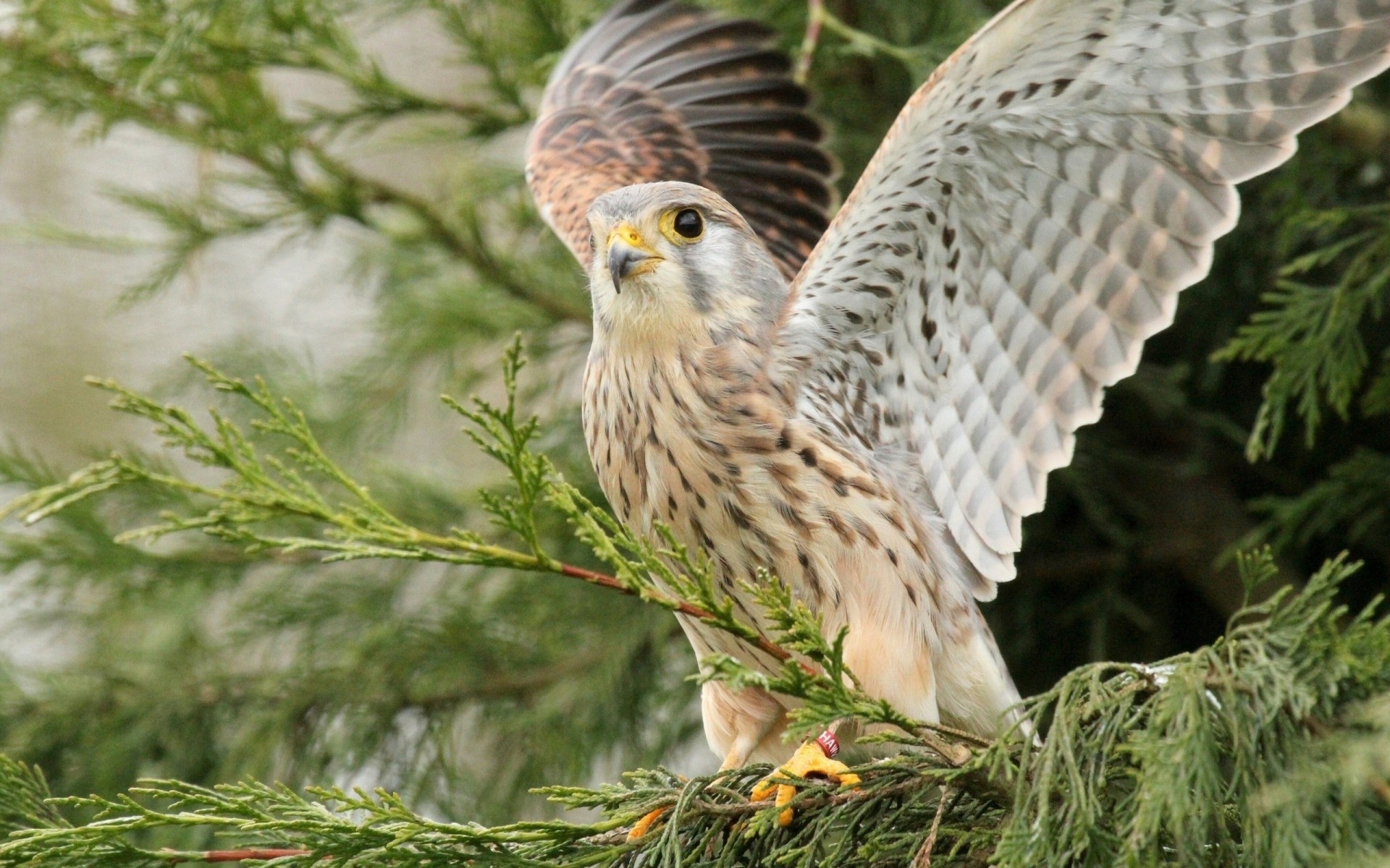 aves alas aleteo depredador árbol