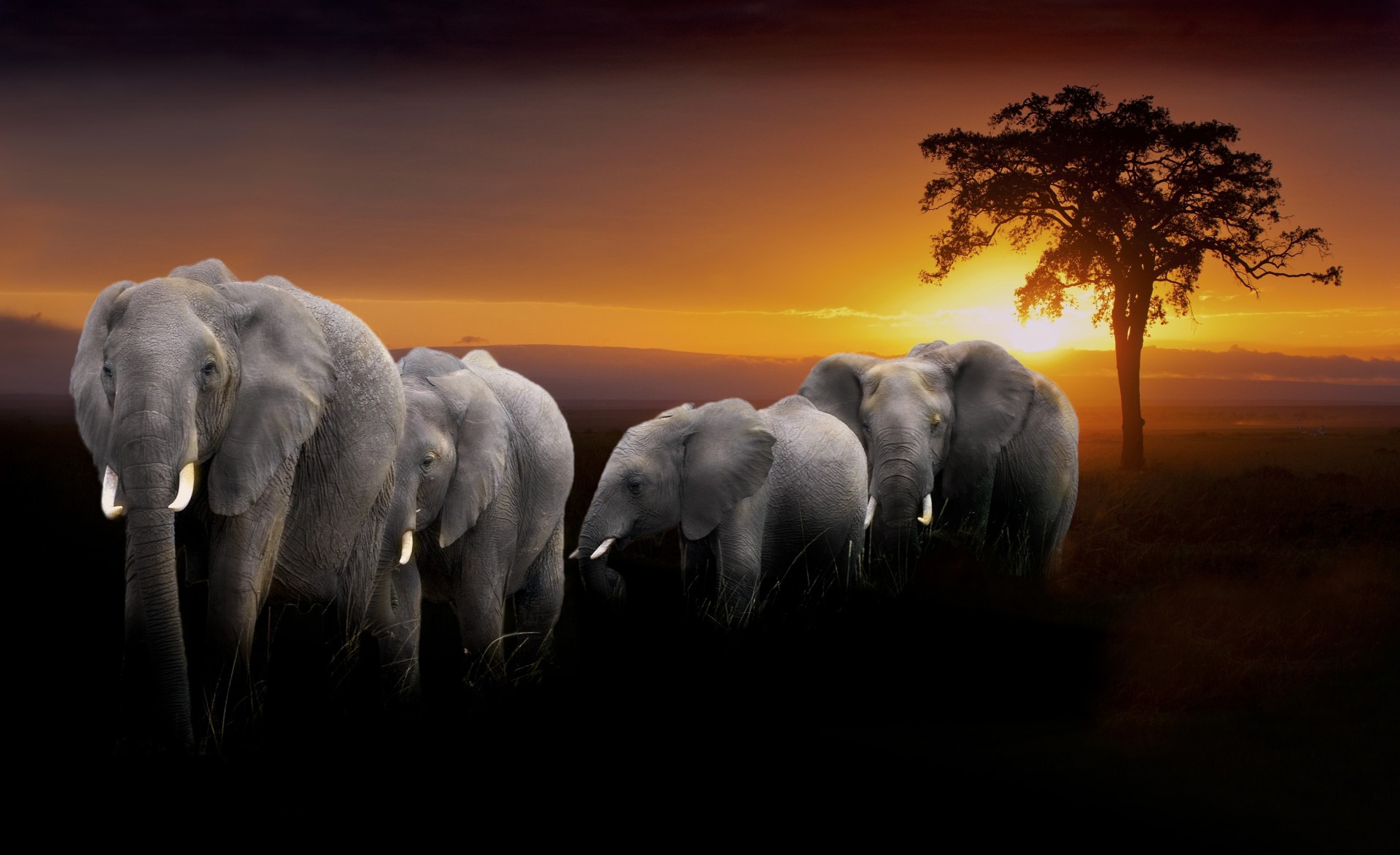 animals sunset elephant