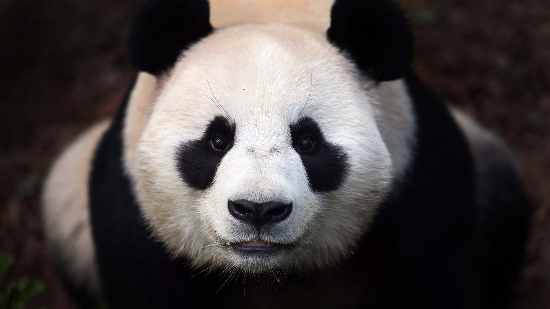 bear panda teeth