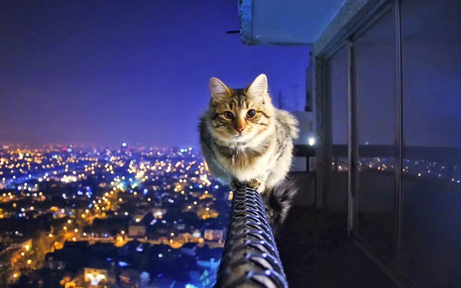 geländer stadt nacht balance katze