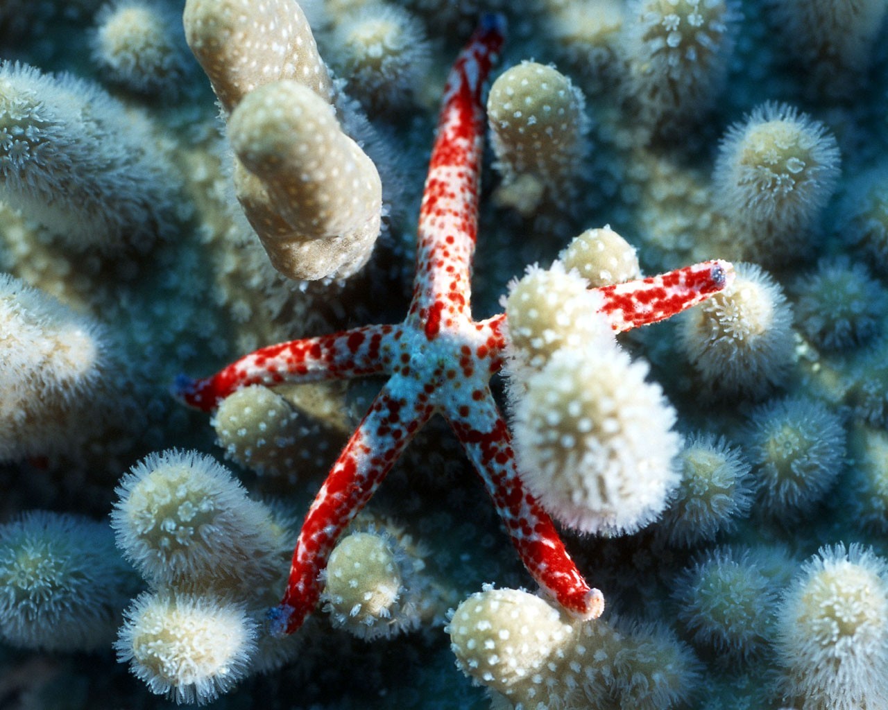 ea star coral