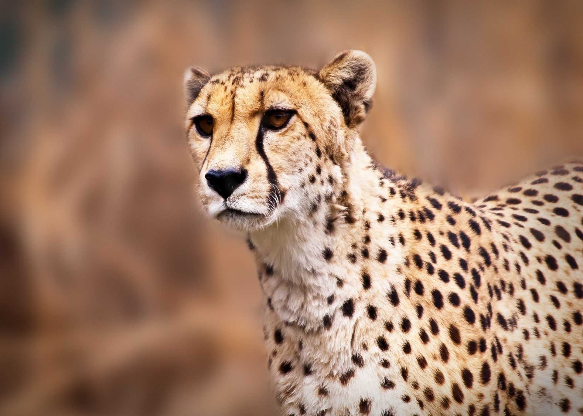 chat sauvage guépard