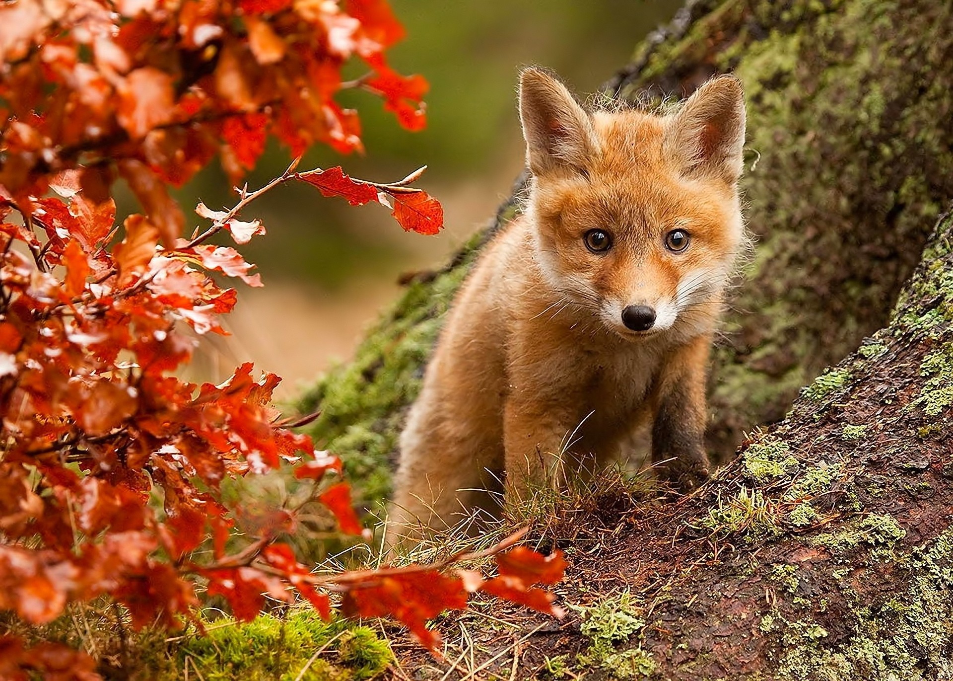 heet pose nature views fox autumn